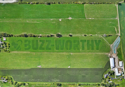 Aerial view of a green pasture where Organic Valley cows have grazed to create the word "BUZZ-WORTHY" and a bee design.