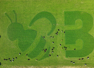 Aerial view of Organic Valley cows grazing on a green pasture, with a large bee and the letter "B" shaped into the grass by their grazing.