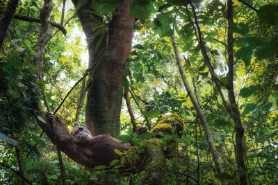 Chimpanzee in the forest - ©Federica Cordero (CNW Group/Palais des congrès de Montréal) Chimpanzee in the forest - ©Federica Cordero (CNW Group/Palais des congrès de Montréal)