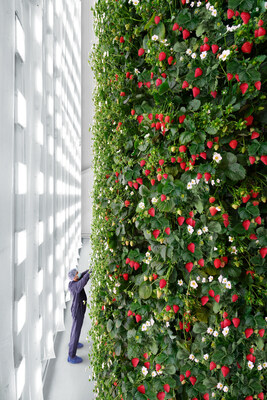 Inside a Plenty strawberry grow room