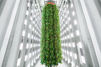 Strawberries growing on Plenty's 30-foot vertical towers