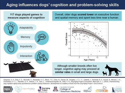 Infographic highlighting new study's key findings on cognitive aging in dogs