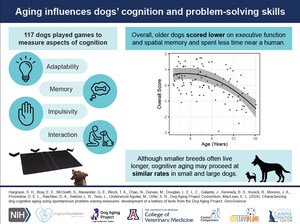 New Study Uncovers Key Findings on Cognitive Aging in Dogs