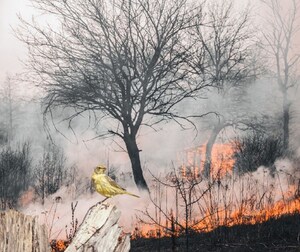 Fábio Teruel propõe lei que endurece as penas para maus-tratos a animais e torna hediondos os casos decorrentes de incêndios criminosos