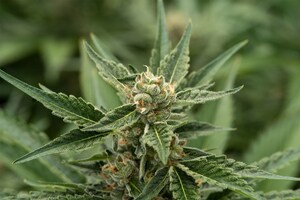 GREENTONE PARTNERS WITH SOLLUM TECHNOLOGIES TO ADVANCE CANNABIS CULTIVATION