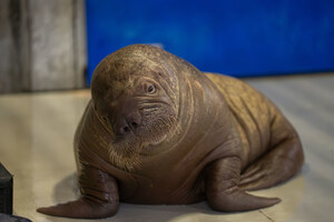 SeaWorld Orlando Welcomes Orphaned Pacific Walrus Calf Rescued in Alaska to New Home