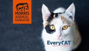 Morris Animal Foundation and EveryCat Health Foundation Join Forces to Fight Deadly Disease