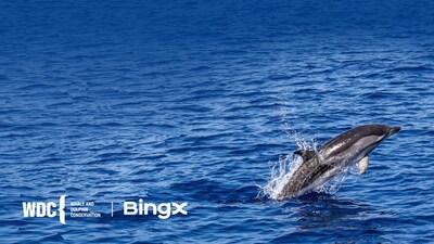 BingX Charity y WDC celebran logros en conservación marina