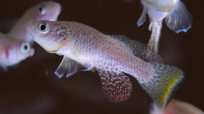 The African Killifish