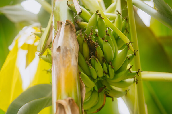 Chiquita and Yelloway Unveil Groundbreaking Disease-Resistant Banana