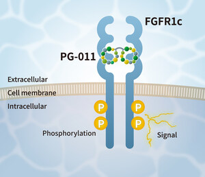 PeptiGrowth Inc. is Launching a Novel Synthetic FGF2 Alternative Peptide (FGFR1c Agonist)