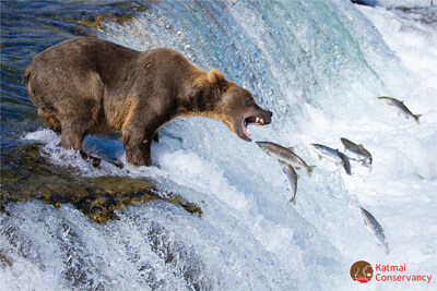 A brown bear fishes for leaping salmon at Brooks Falls in Katmai National Park, Alaska during Fat Bear Week 2024. Fat Bear Week highlights the physical transformations of these iconic animals and serves as a platform to educate the public on the importance of preserving their habitat. Each Fat Bear Week vote helps raise awareness about conservation efforts and the challenges faced by wildlife in our changing world. Photo Credit: Guy Runco/Katmai Conservancy