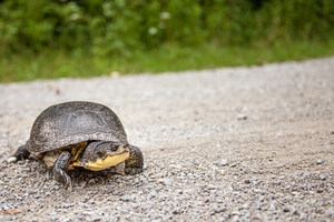 Ontario's Endangered Species Threatened, Again