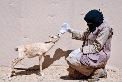 Ranger Norah feeds an oryx calf rejected by its mother at Prince Mohammed bin Salman Royal Reserve animal husbandry camp