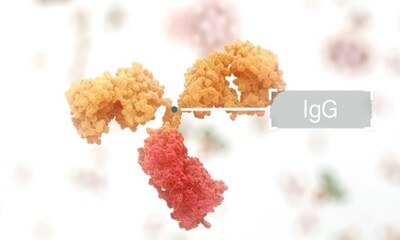 immunoglobulin G (IgG) antibody