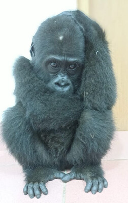 Critically endangered gorilla infant on arrival at Ape Action Africa.