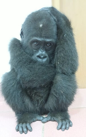 APE ACTION AFRICA: CRITICALLY ENDANGERED GORILLA INFANT RESCUED IN CAMEROON BY CAMEROON MINISTRY OF FORESTRY AND WILDLIFE