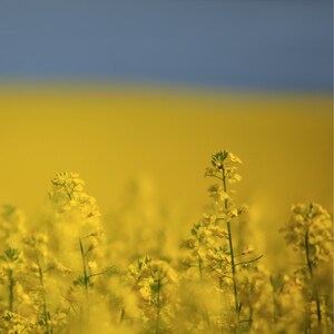 Bayer CropScience Inc. announces it will be acquiring a canola treating and packaging facility