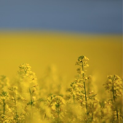 Bayer CropScience Inc. annonce l’acquisition d’une installation de traitement et de conditionnement de canola (Groupe CNW/Bayer Inc.)