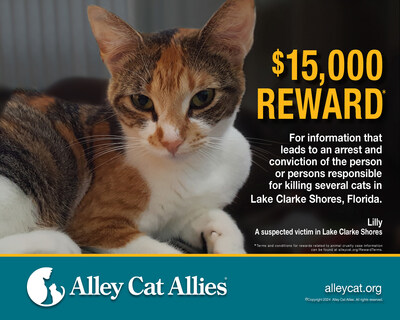 The front of the postcard Alley Cat Allies sent to Palm Beach Florida households to seek information. It features Lilly, a cat suspected to be one of the victims of the cat killer(s) in Lake Clarke Shores.