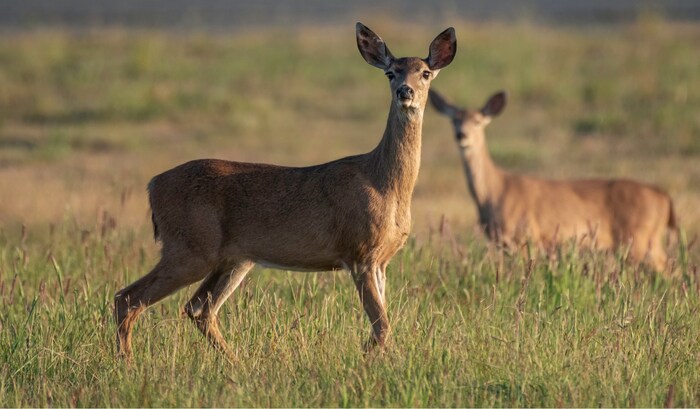 The new Genome BC project will employ genomics to gather information about deer populations in the affected region; that data will be used to improve monitoring and design a targeted response to chronic wasting disease in BC. (CNW Group/Genome British Columbia)