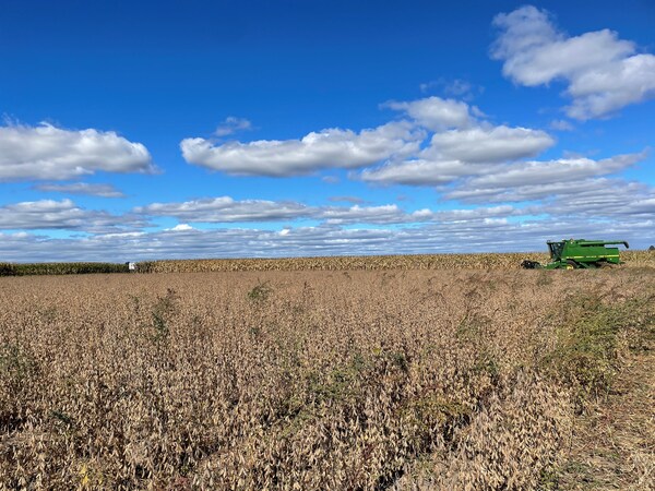 Weeds at Soybean Harvest