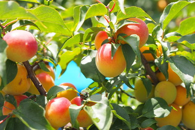 The Fruits of Wakayama’s Ume Heritage: Umeshu Liqueur and Umeboshi Pickles (credit: Nosaka Atsushi)