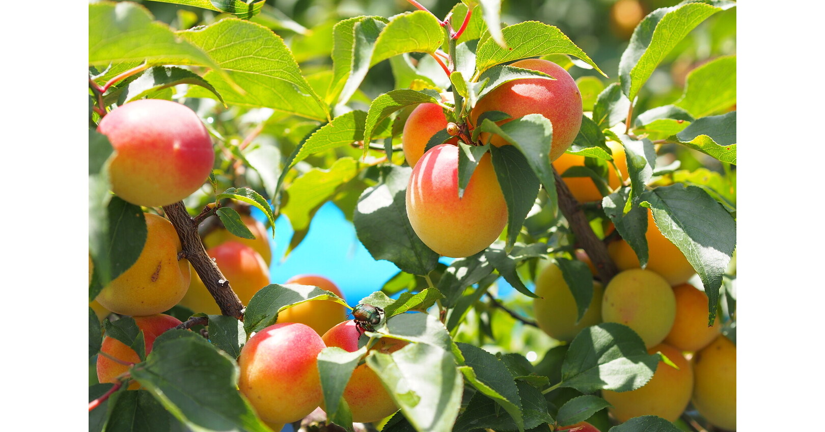 Japan's regions celebrated through series of events at Japan House