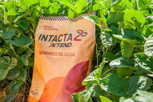 Biotecnologia de soja traz produtividades acima de 100 sacas mesmo em safra com desafios climáticos