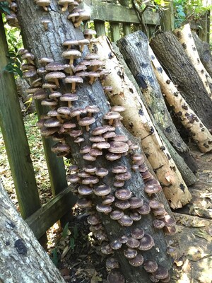 Mushroom Production Shows Promise with Invasive-Species Tree Logs