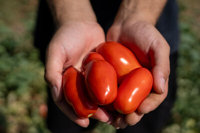 Red Gold Tomatoes from Europe select only premium quality organic fruits with firm flesh, strong skins and richflavour, which are the most suitable for processing into various tomato products.