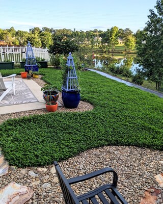 Clover is one of the best grass lawn alternatives available. It’s a tough perennial and doesn’t require the care of grass to look green and gorgeous. Miniclover stays greener longer, producing a thick, carpet-like look. It grows fast, thrives in partial shade or sun, and is drought tolerant.