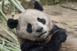 Journey Into Panda Ridge: Panda Camera Launches at the San Diego Zoo