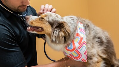 Urgent veterinary care at Cypress Point Animal Hospital is now available! Same-day availability for all your pet urgent care needs. Visit cypresspointanimalhospital.net to learn more!