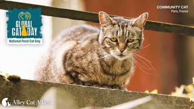 Alley Cat Allies Global Cat Day - Community Cat Paris, France.