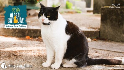 Alley Cat Allies Global Cat Day - Paris France Community Cat Victor.