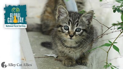 Alley Cat Allies Global Cat Day - Lebanon Tennessee Community Cat.