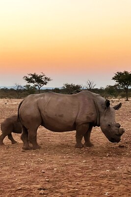 A stunning photograph of white rhinos captured by James-Scott Wong, showcasing the majestic beauty of these endangered creatures. This image highlights the mission of the Rhino Momma Project, dedicated to conserving the white rhino population in Namibia through anti-poaching strategies and breeding programs to ensure their survival for future generations.