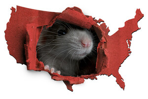 This Year Marks a Decade of Chicago as the Rattiest City in America