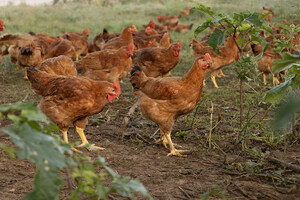 LaBelle Patrimoine Honored with Good Chicken Award from International Animal Welfare Leader Compassion in World Farming