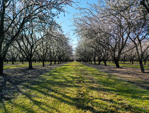 KIND Snacks Announces Major Sustainability Milestones in the Journey to Scale Regenerative Agriculture Across its Almond Supply Chain