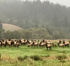 Nestucca, Neskowin & Sand Lake Watersheds Council