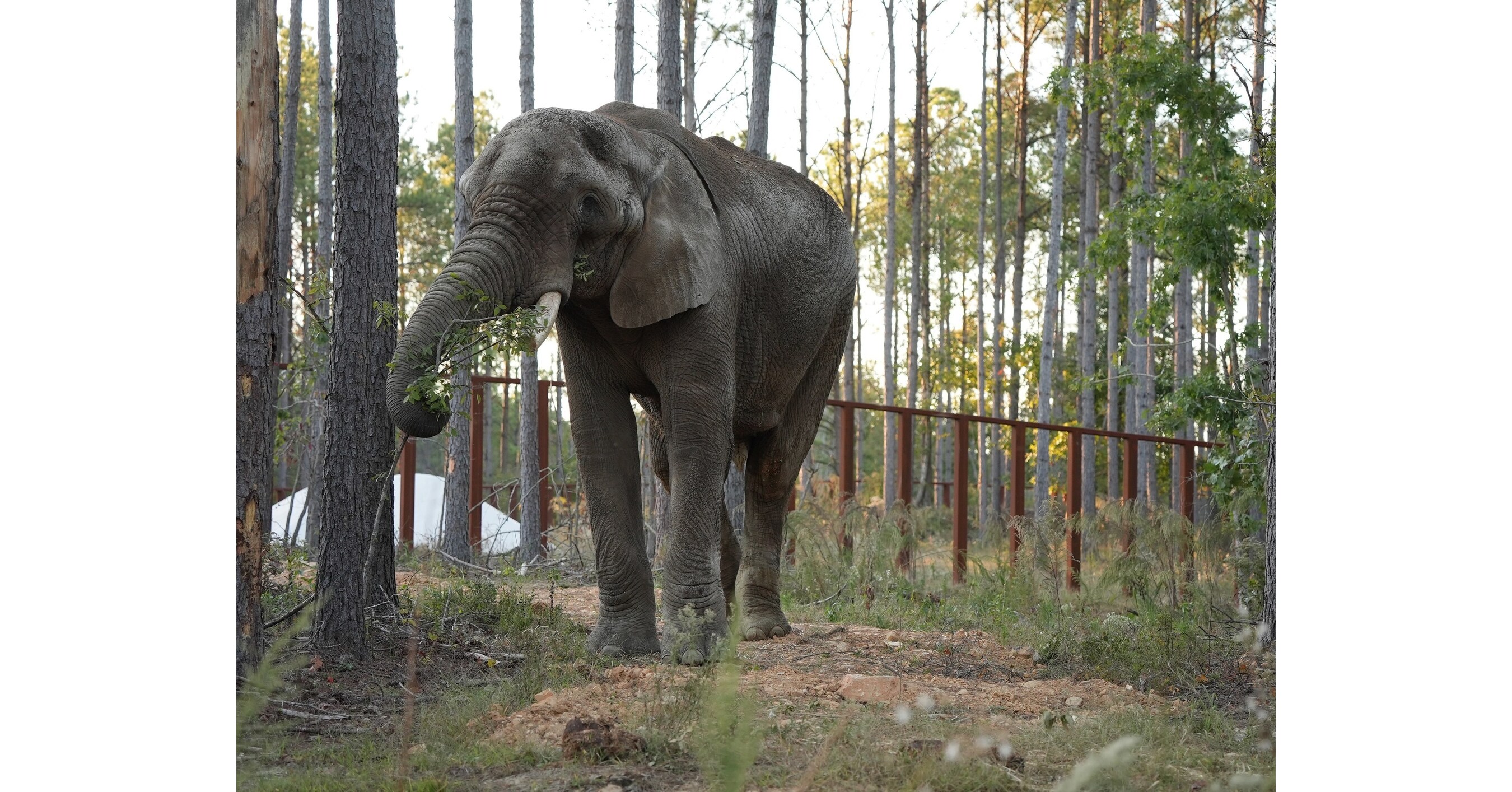 Oakland Zoo's Last African Male Elephant, Osh, Moves to New Home at The ...