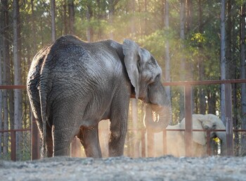 Osh interacting with new companion, Artie, at The Elephant Sanctuary in Tennessee;
Photo Credit Oakland Zoo