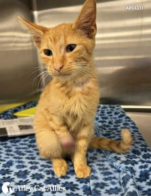 Alley Cat Allies offers $10,000 Reward for information on kitten Apollo with traumatic foot injury in Cleveland, Ohio.