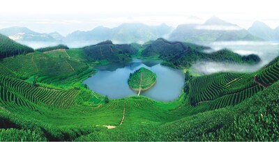 Foto del jardín de té de Dayuantang, en el condado de Wuyi, provincia oriental de Zhejiang en China. (PRNewsfoto/Xinhua Silk Road)