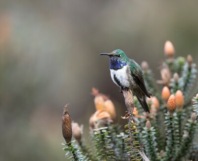 Photo of the Blue-throated Hillstar perched on a Chuquiragua bush. Photo provided by Fundación Jocotoco; Photo credit: James Muchmore.