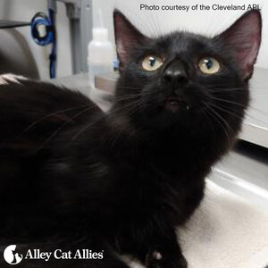VICTORY: Ohio Supreme Court Rules All Cats Protected as Companion Animals, Informed by Alley Cat Allies Amicus Brief