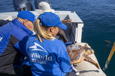 The Vancouver Aquarium Marine Mammal Rescue Society (VAMMR), SeaWorld San Diego Rescue and Turtles Fly Too worked together recently to transfer rescued loggerhead sea turtle, Moira, and release her to the wild. 
Activities conducted under the Stranding Agreement between NMFS and SeaWorld California under the Authority of the MMPA