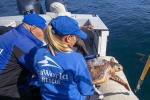 Loggerhead Sea Turtle Released Off San Diego Coast Following Months of Rehabilitation